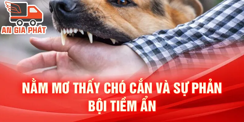 Nằm Mơ Thấy Chó Cắn: Khám Phá Ý Nghĩa Và Số Đẹp 2 Nằm mơ thấy chó cắn và sự phản bội tiềm ẩn