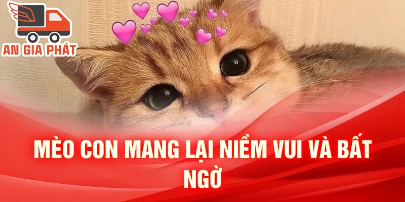 Nằm Mơ Thấy Con Mèo: Bí Ẩn Từ Tâm Trí Ngủ Quên 3 Mèo con mang lại niềm vui và bất ngờ