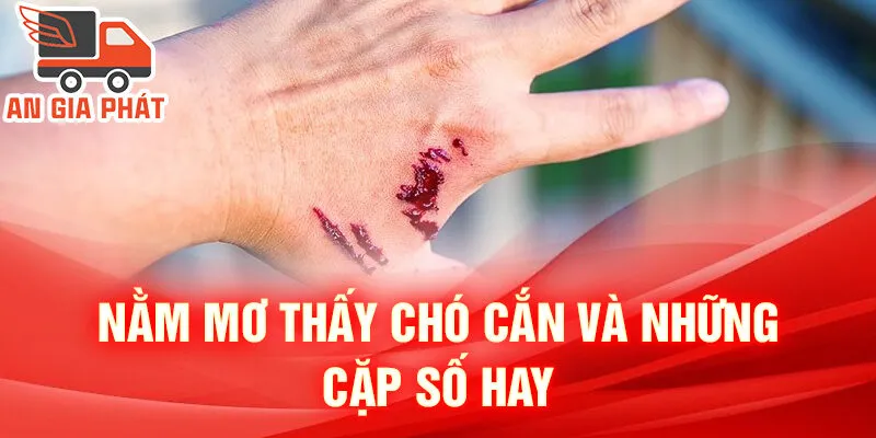 Nằm Mơ Thấy Chó Cắn: Khám Phá Ý Nghĩa Và Số Đẹp 3 Nằm mơ thấy chó cắn và những cặp số hay